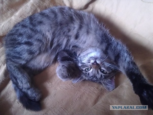 Котейка, который не знает как лежат котейки