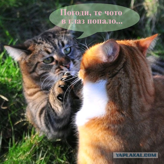Не про олимпиаду
