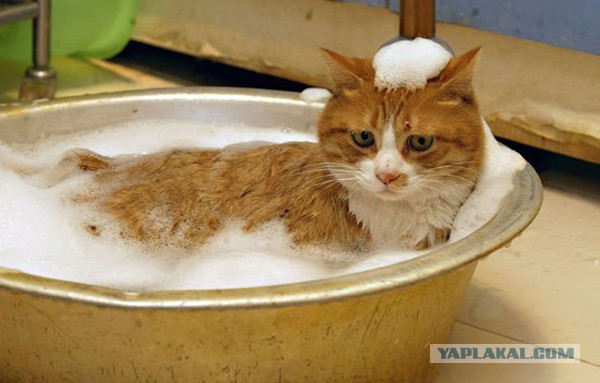 Давай к нам.