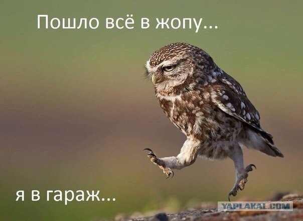 Совы (@v@)