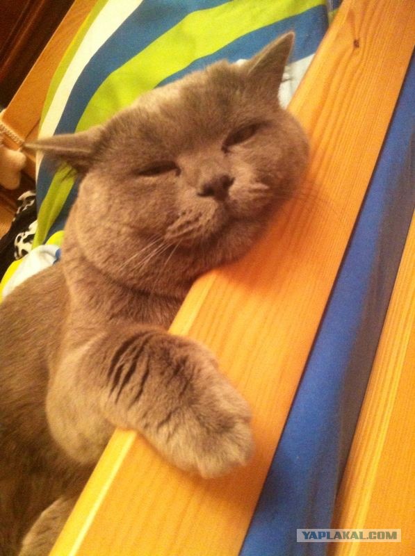 Котовторник 05.08.2014