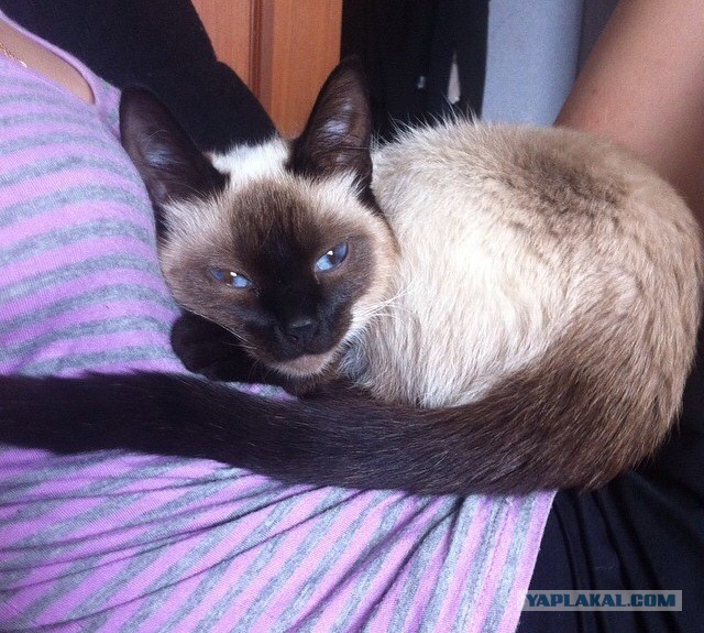 Котовторник 26.08.14.