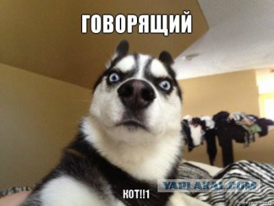 Кошка по имени Мышь