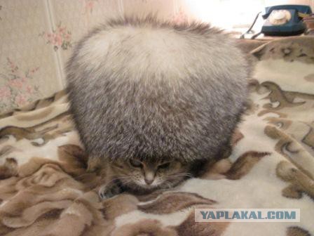 Котовторник 23.09.2014.