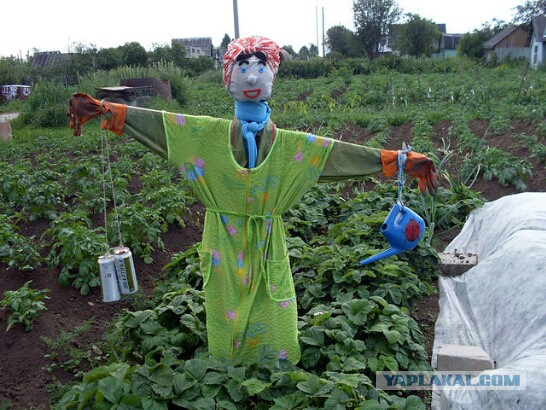 Всем зеленки!