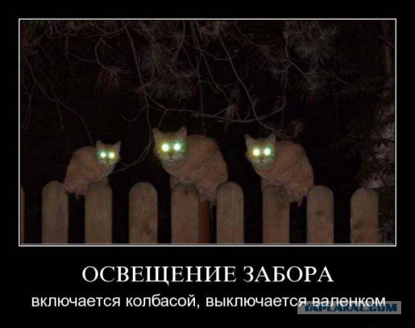 Кот, которому на все плевать