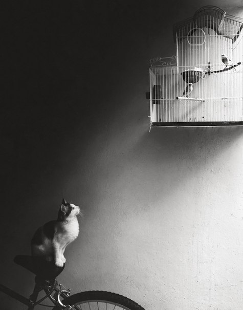 Котовторник 11.08.2015