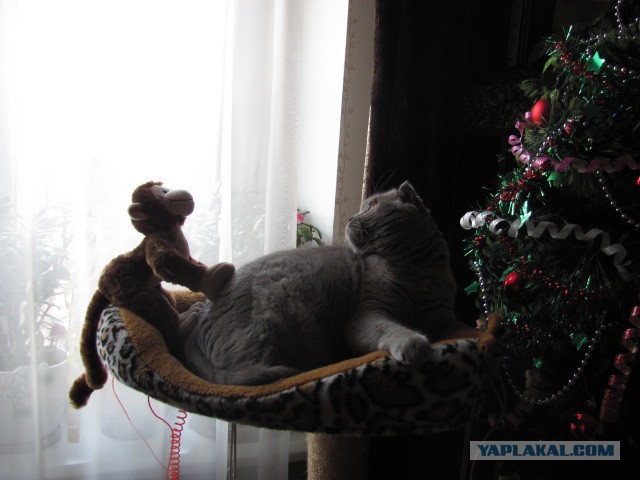 Новогодний котовторник,05.01.16.