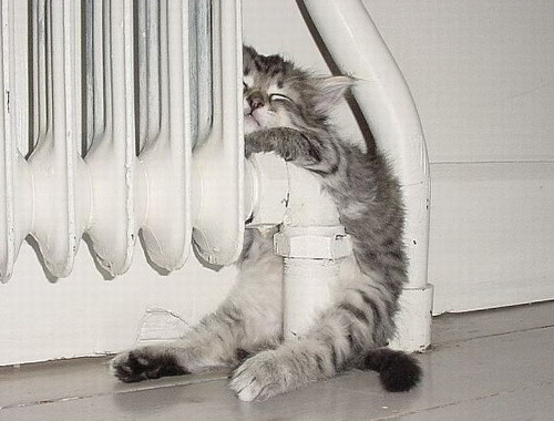 Коты, кошки, котята