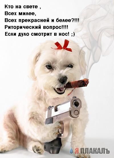 Кошки и Собаки - большая подборка