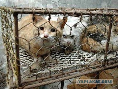 Этого кота убьют на ваших глазах за 5000 рублей