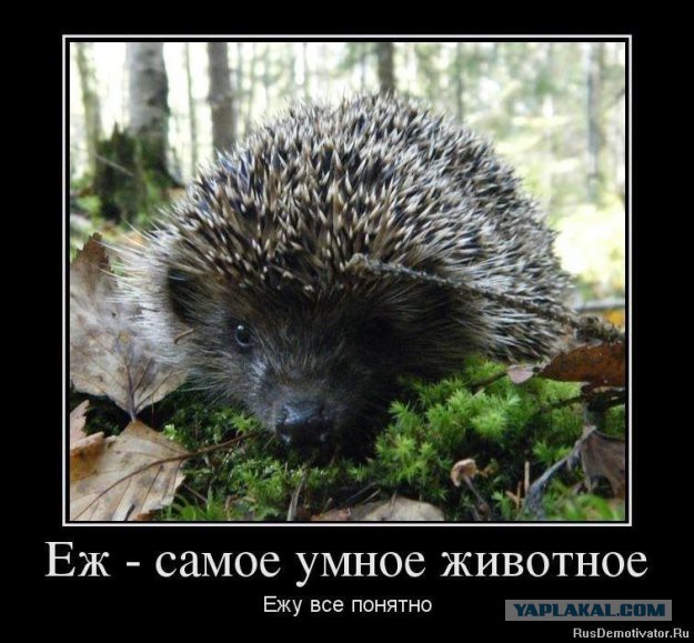 Позитивная подборка демотиваторов