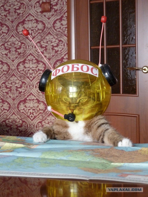 Котовторник 12.04