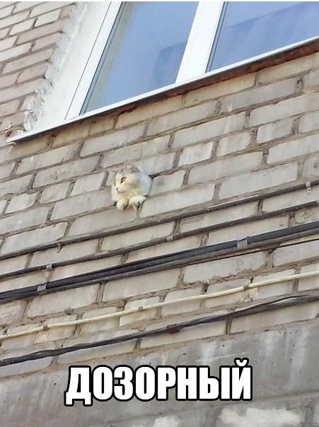 Мохнатые беспредельщики