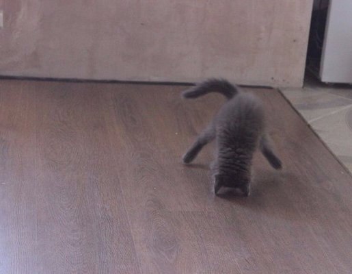 Прикольные животные