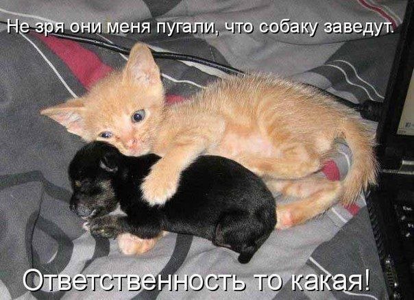 Прикольные животные