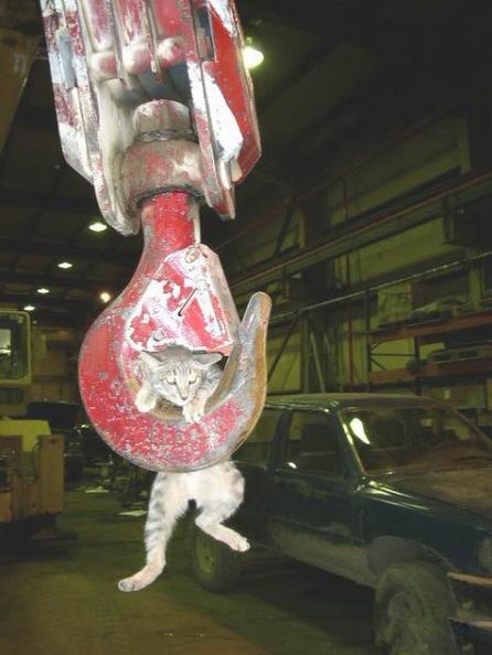 Коты из сети