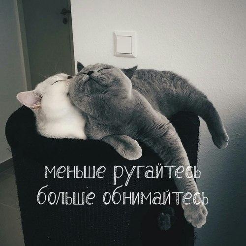 Коты из сети
