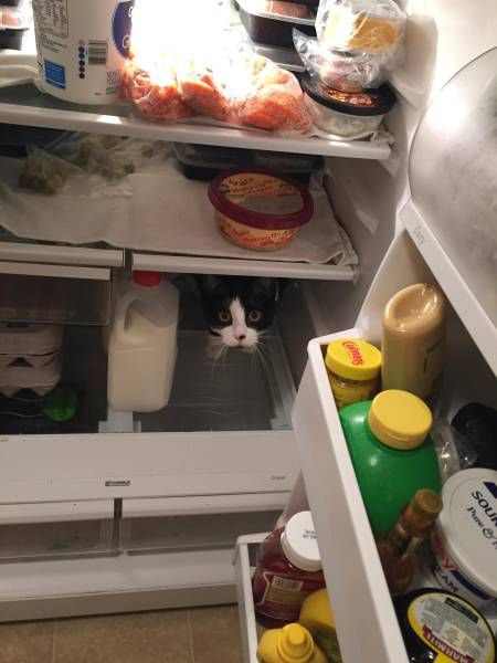 Коты и Кошки