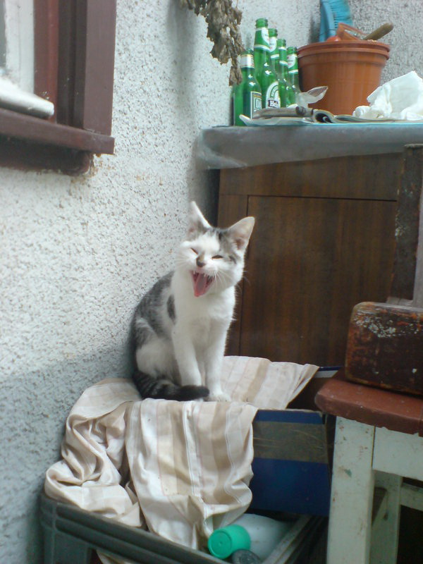 Коты и Кошки