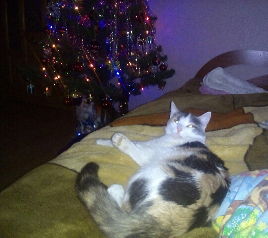 Котовторник!