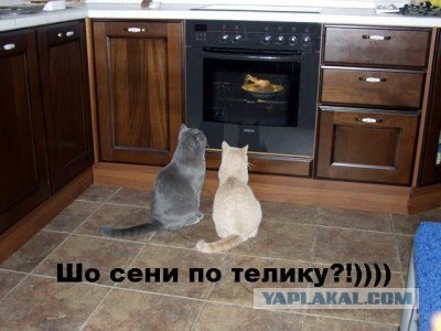 Котовторник на ЯПлакалъ (10.06.08), прикольные коты, добавляем свои!