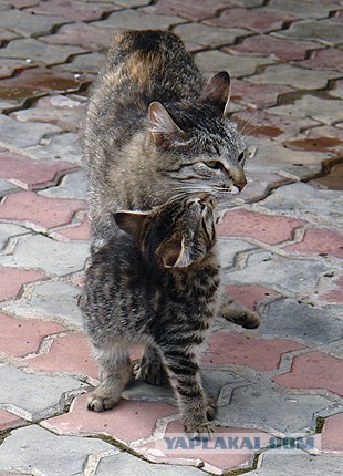 Ура, котовторник! (01.07.2008)