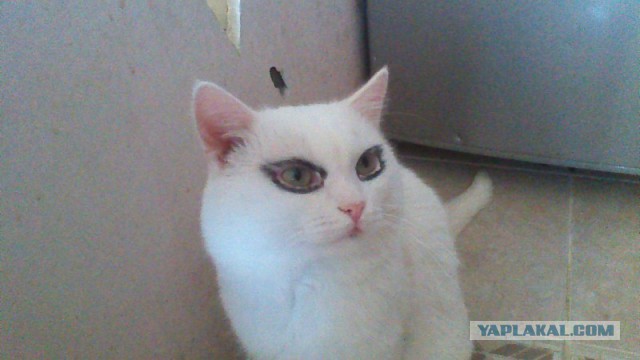Картинки веселые и интересные