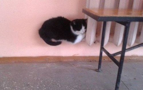 Фотографии, которые вводят в замешательство с первого взгляда