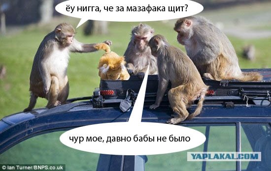 Гопота по африкански