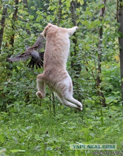 КотоОхота