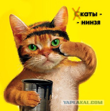 Коты - нинзя