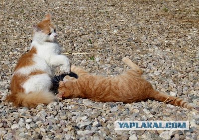Котовторник!