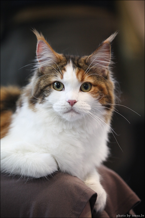 Котовторник! 08.11.11