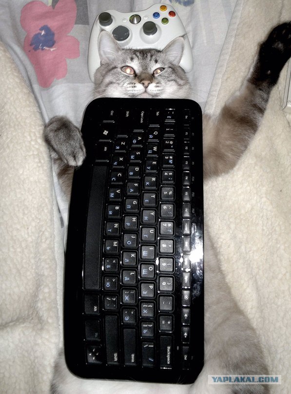 Котовторник 20.03.2012