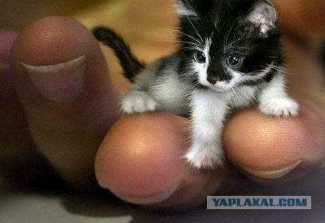 Котовторник  12. 06. 2012