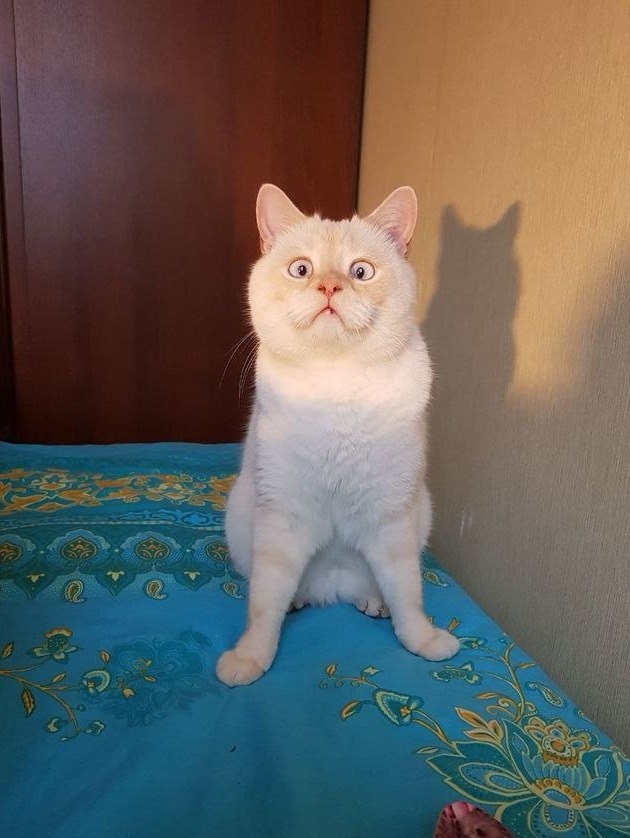 Забавные фото котеек