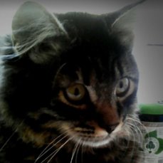 С Днём кошки!