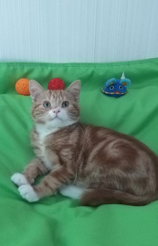 Забавные фото котеек