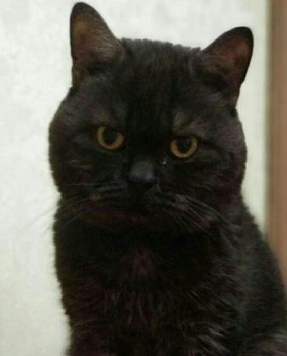 Эволюция котика