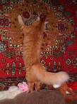Фотожаба: Прикольный ковер!