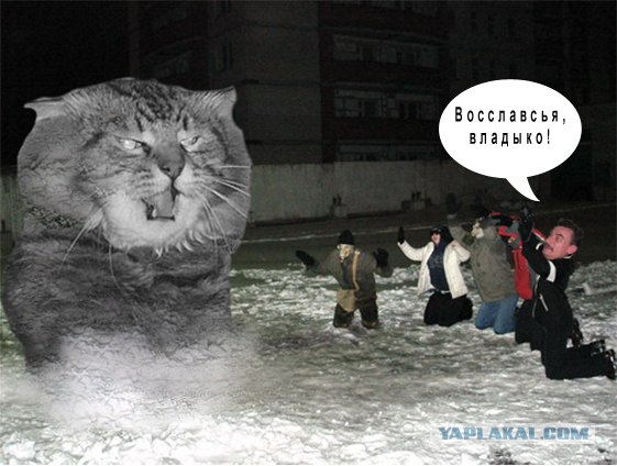 Злой кот