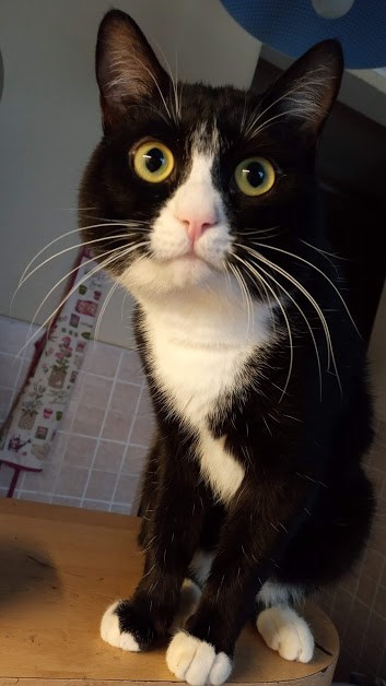 Вторник-кото