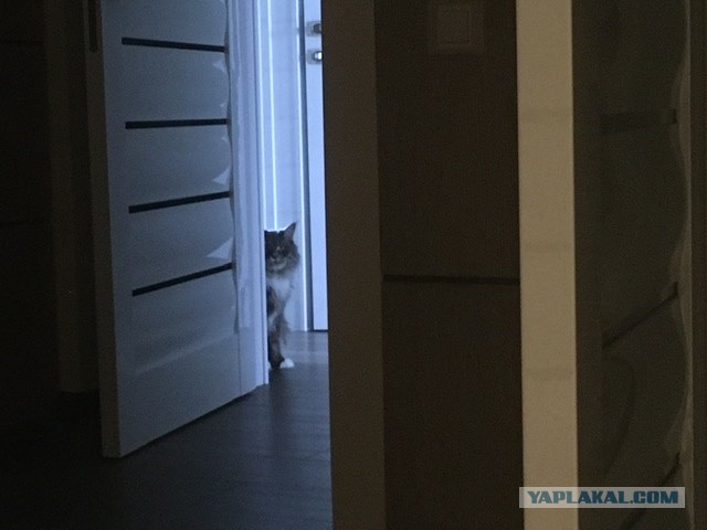 Хоба! Котовторник!