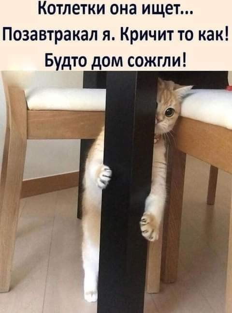 К котофторнику