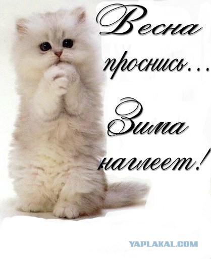 Здравствуй, мой плюшевый мишка!