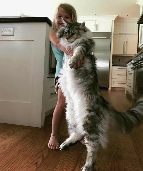 Размер белого медведя наглядно