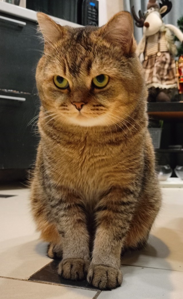 А я, допустим