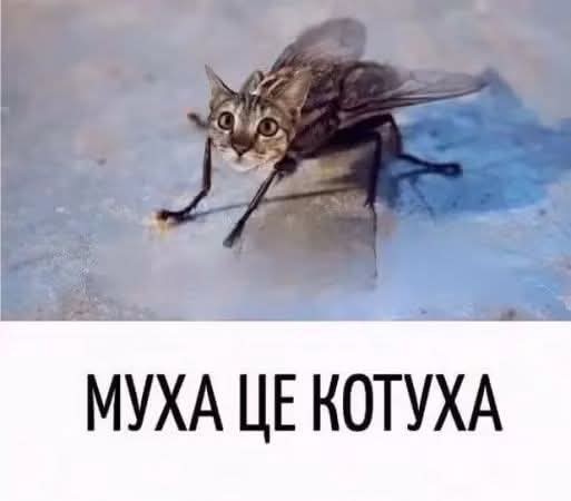 Картинки для деградации 259 (разной степени свежести)