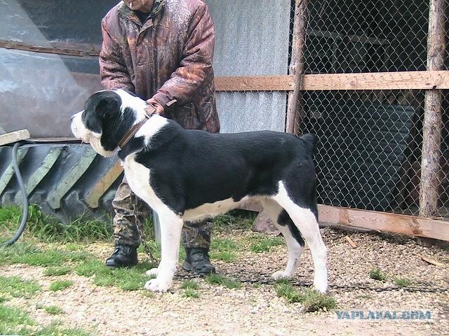 Драка азиатов! 16+